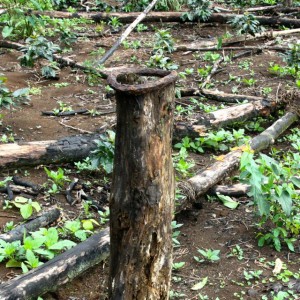 Farmers reckon that ordnance placed on tree stumps, ant hills or termite mounds are safer than items left where people might step.  50% of all accidents with UXO occur when someone is intentionally handling ordnance.