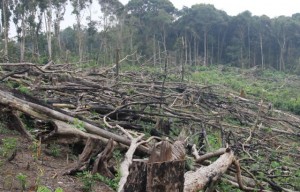 Working around felled trees.  Deminers must take special care because they know they can't miss a spot the size of a walnut or they'll set a farmer up for an accident.